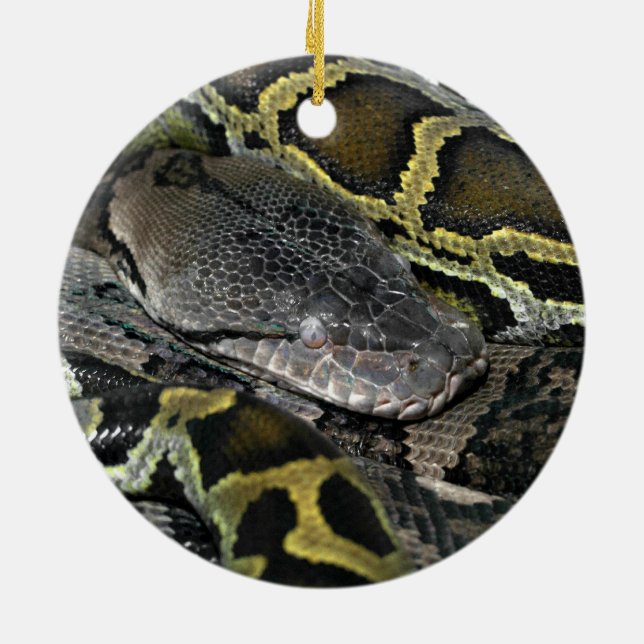 Ornamento De Cerâmica Python molurus bivittatus (Traseira)