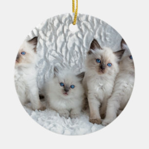 Ornamento De Cerâmica Quatro gatos novos de Ragdoll que sentam-se em