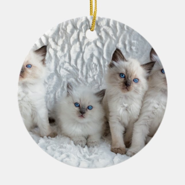 Ornamento De Cerâmica Quatro gatos novos de Ragdoll que sentam-se em (Frente)
