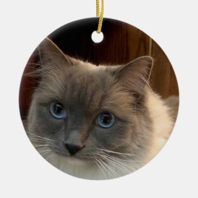 Ornamento De Cerâmica Ragdoll Cat com olhos azuis pode ser personalizado (Frente)