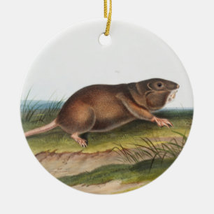 Ornamento De Cerâmica Rato Meridional, Ilustração Shrew Mole