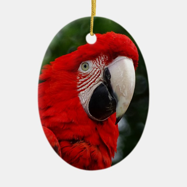 Ornamento De Cerâmica Red Macaw (Frente)
