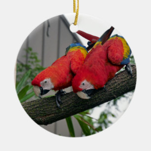 Ornamento De Cerâmica Red Macaws 2.JPG