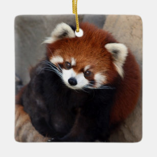 Ornamento De Cerâmica Red Panda Ornament