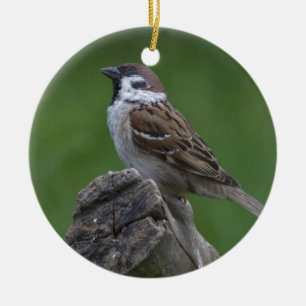 Ornamento De Cerâmica Reparo de Árvore Eurasiático