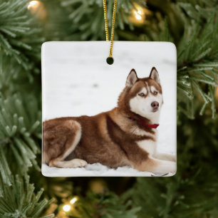 Ornamento De Cerâmica Retrato de Husky Siberiano