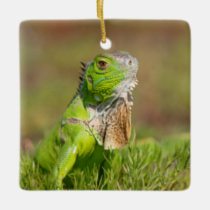 Ornamento De Cerâmica Retrato de Iguana Verde Fotografia de Répteis