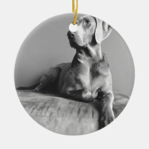 Ornamento De Cerâmica Retrato de Weimaraner