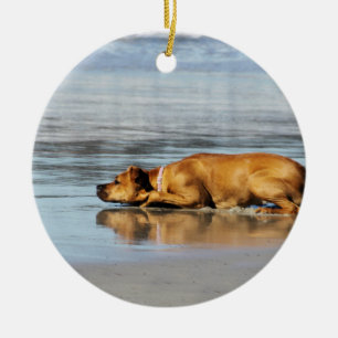Ornamento De Cerâmica Rhodesian Ridgeback - está a água fria?