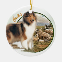 Rough Collie Keeper da ovelha