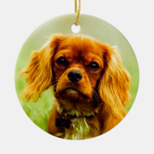 Ornamento De Cerâmica Ruby Cavalier Rei Charles Spaniel