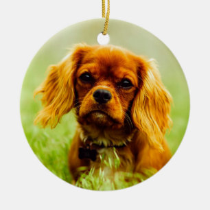 Ornamento De Cerâmica Ruby Cavalier Rei Charles Spaniel