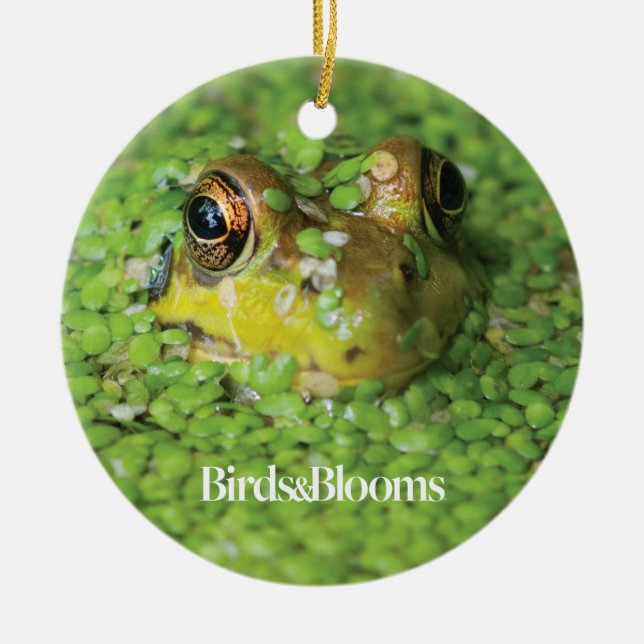 Ornamento De Cerâmica Sapo em algas verdes (Frente)