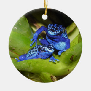 Ornamento De Cerâmica Sapos azuis do dardo do veneno na folha 1