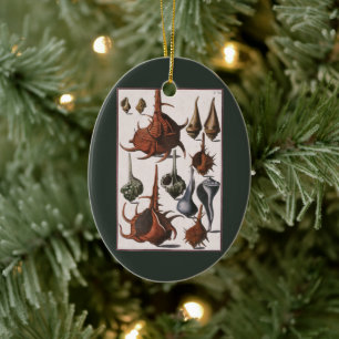 Ornamento De Cerâmica Seashells do vintage, vida marinha, escudos do mar