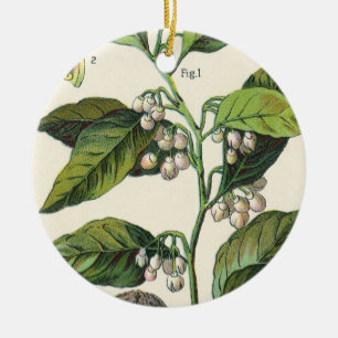 Ornamento De Cerâmica Sementes De Frutas De Plantas Vintage Nutmeg, Plan