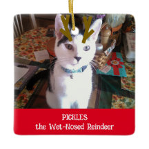 Seu Pet de Reindeer Molhado Foto Pet