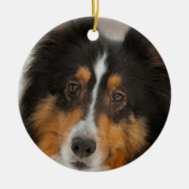 Ornamento De Cerâmica Shelty (Frente)