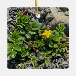 Ornamento De Cerâmica Silverweed Cinquefoil