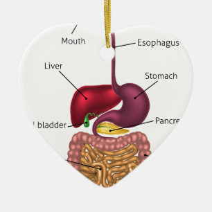 Ornamento De Cerâmica Sistema humano do tracto digestivo