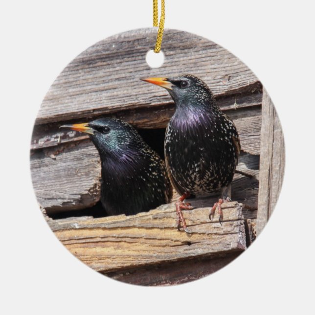 Ornamento De Cerâmica Starlings europeus (Frente)