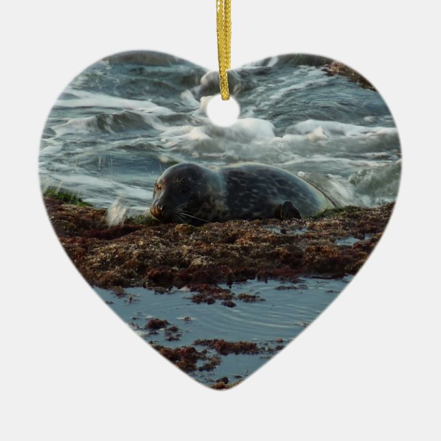 Ornamento De Cerâmica Sunset Lit Harbor Seal I em San Diego (Frente)