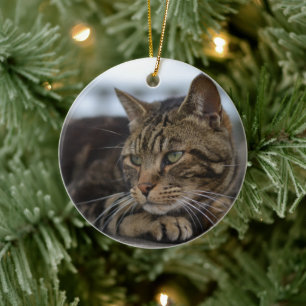 Ornamento De Cerâmica Tabby cat pronto para ação