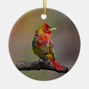 Ornamento De Cerâmica Tanager Escarlate em Muda - Fotografia Original