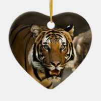 Tigre Siberiano