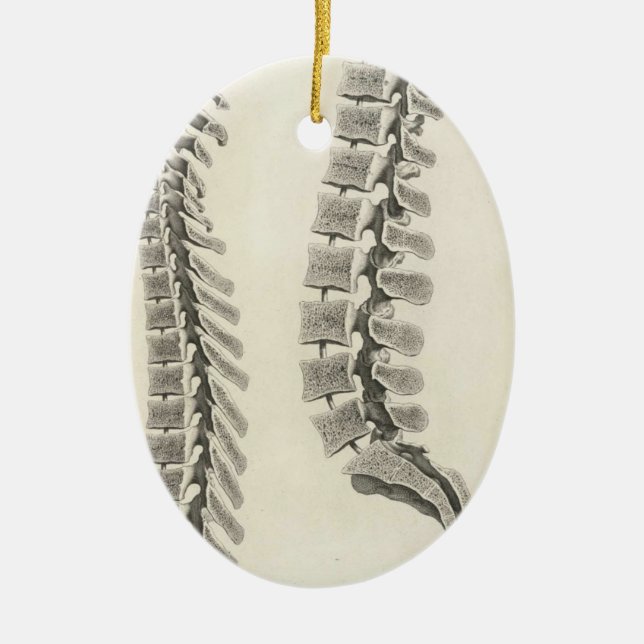 Ornamento De Cerâmica Tiragem das vértebras (Frente)