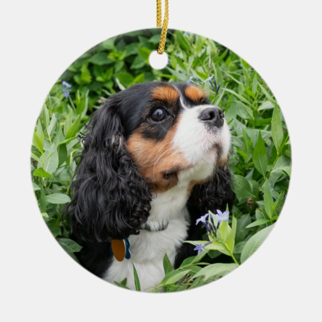 Ornamento De Cerâmica TriColor Cavalier King Charles Spaniel (Frente)