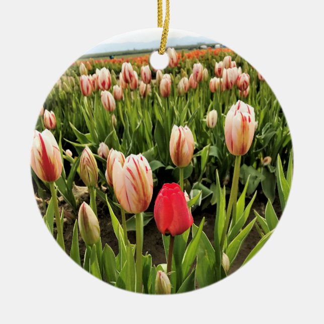 Ornamento De Cerâmica Tulipa Rosa Destacando (Frente)