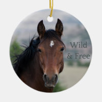 Ula: Pryor Mountain Wild Mustang