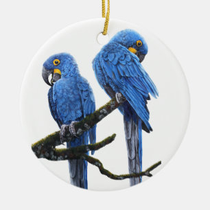 Ornamento De Cerâmica Um par de Macaws azuis brilhantes do jacinto
