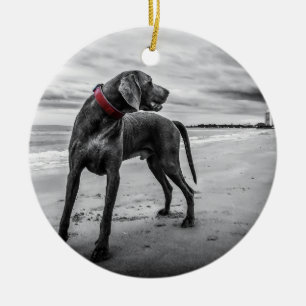 Ornamento De Cerâmica Weimaraner na foto da praia B&W com colar vermelho