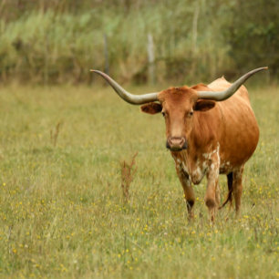 Ornamento De Cerâmica White Doberman Ornament