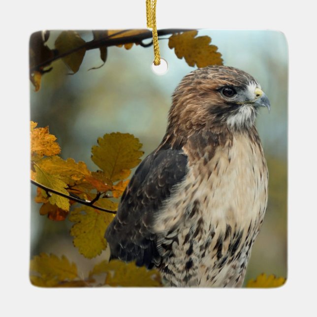 Ornamento De Cerâmica Wildlife Red Tailed Hawk Autumn Photo (Frente)