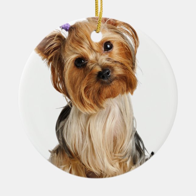 Ornamento De Cerâmica Yorkshire Terrier Puppy (Frente)