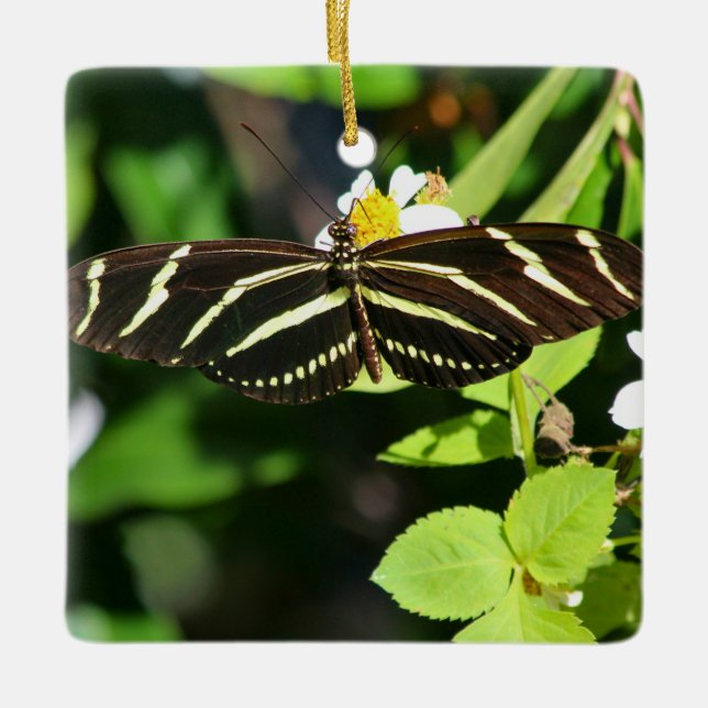 Ornamento De Cerâmica Zebra Longwing Butterfly (Frente)
