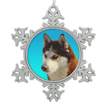 Siberian Husky red Huskybild Huskykopf