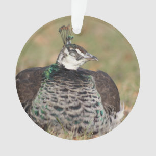 Ornamento de Female Peacock
