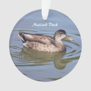 Ornamento de Foto de Pato Mallard