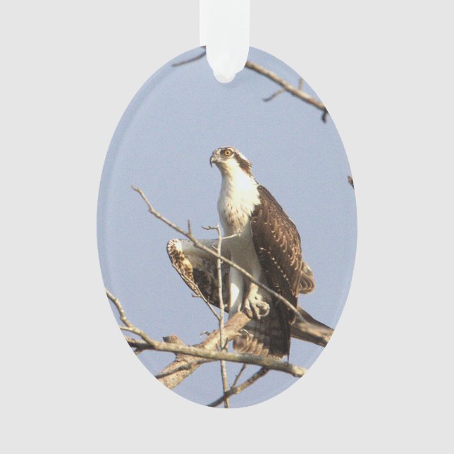 Ornamento de Foto Osprey (Frente)