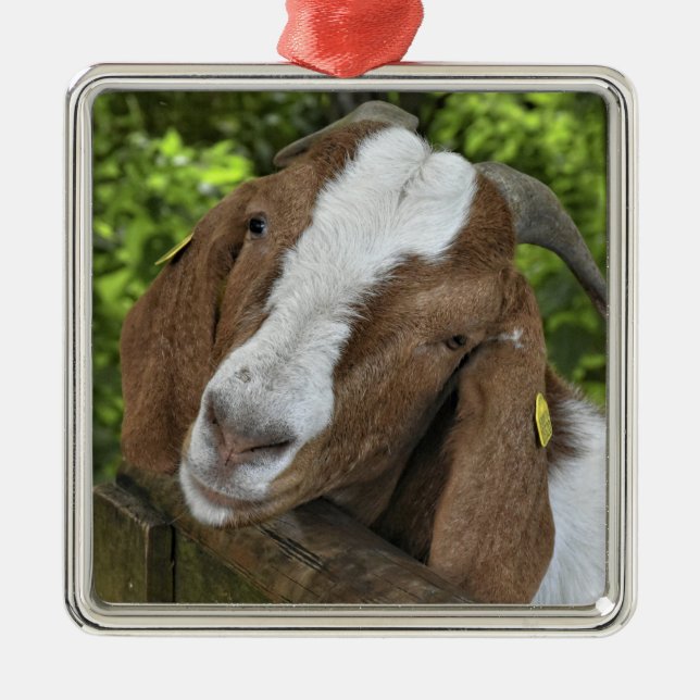 Ornamento De Metal 4-H Babá de Boer Goat (Frente)