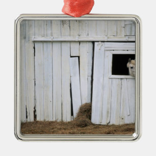 Ornamento De Metal A colagem do cavalo dirige para fora a janela do