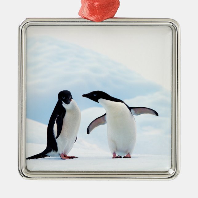 Ornamento De Metal Adelie Penguins (Frente)