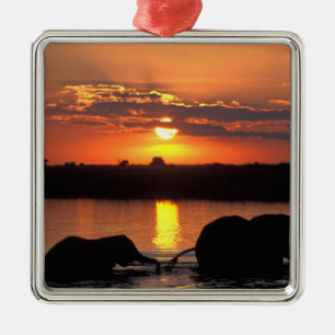 Ornamento De Metal África, Botsuana, Parque Nacional de Chobe, Herdei