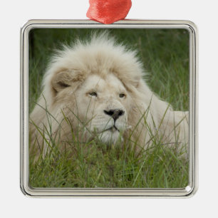 Ornamento De Metal África do Sul, Londres Oriental, Privada Inkwenkwe