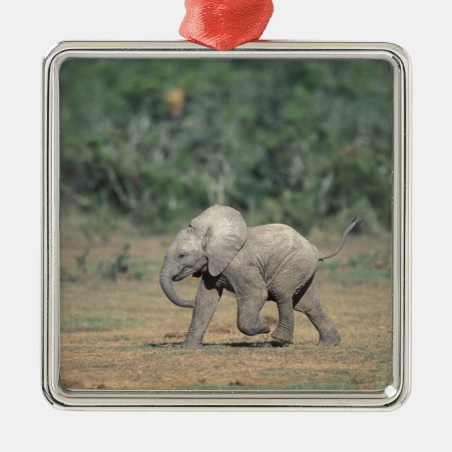 Ornamento De Metal África do Sul, Parque Elefante Addo Nat'l. Bebê (Frente)
