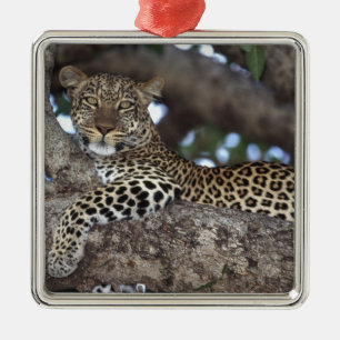 Ornamento De Metal África. Quênia. Masai Mara. Leopardo (Panthera